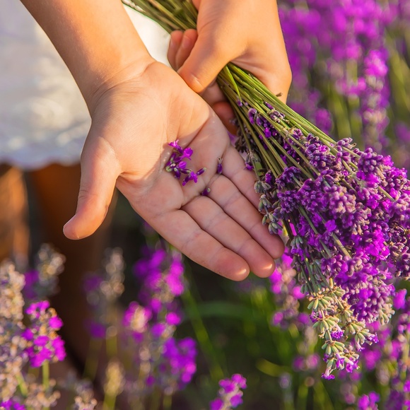 Golden Moon Milk 3 Packs 3 OZ - 9 OZ 100% All Natural Soy Wax Melt Toxin Free - Picture 7 of 13